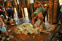 Steam Plains Shearing 022677  © Claire Parks Photography 